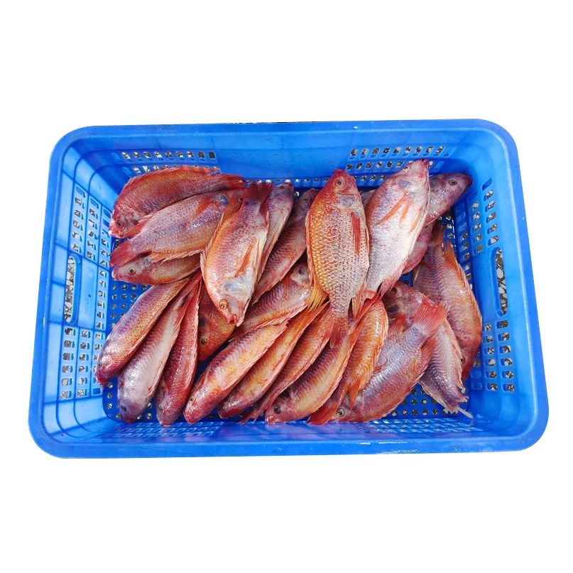 China export red tilapia fish 500-800g 300-500g 350-550g bulk packaging whole round gutted scaled fresh frozen red tilapia price