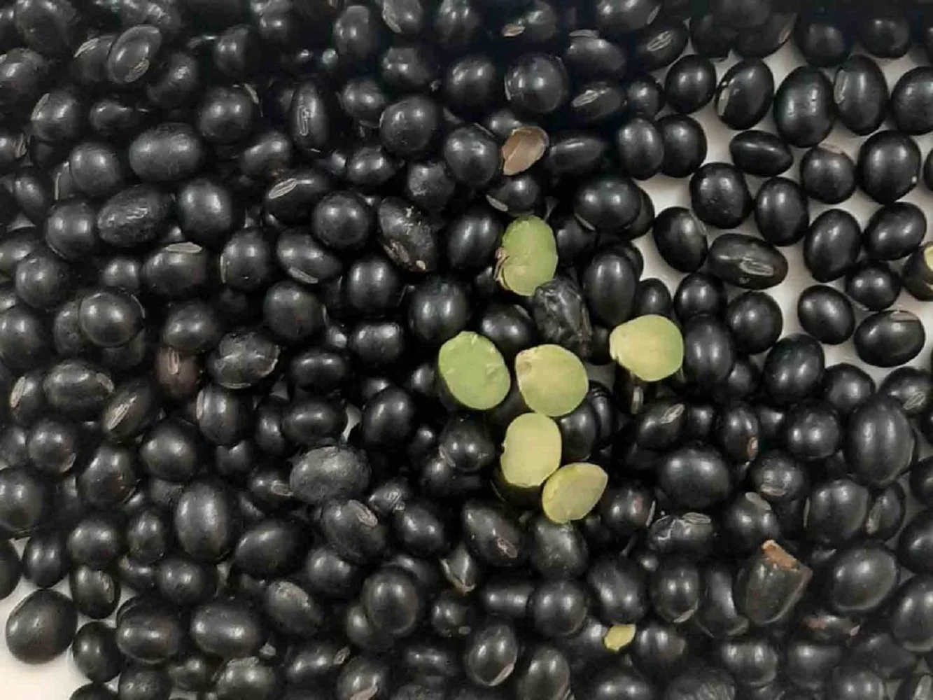 Wholesale New Crop Black Beans Vietnam Supplier Wholesales High Quality Raw Vietnam Black Bean