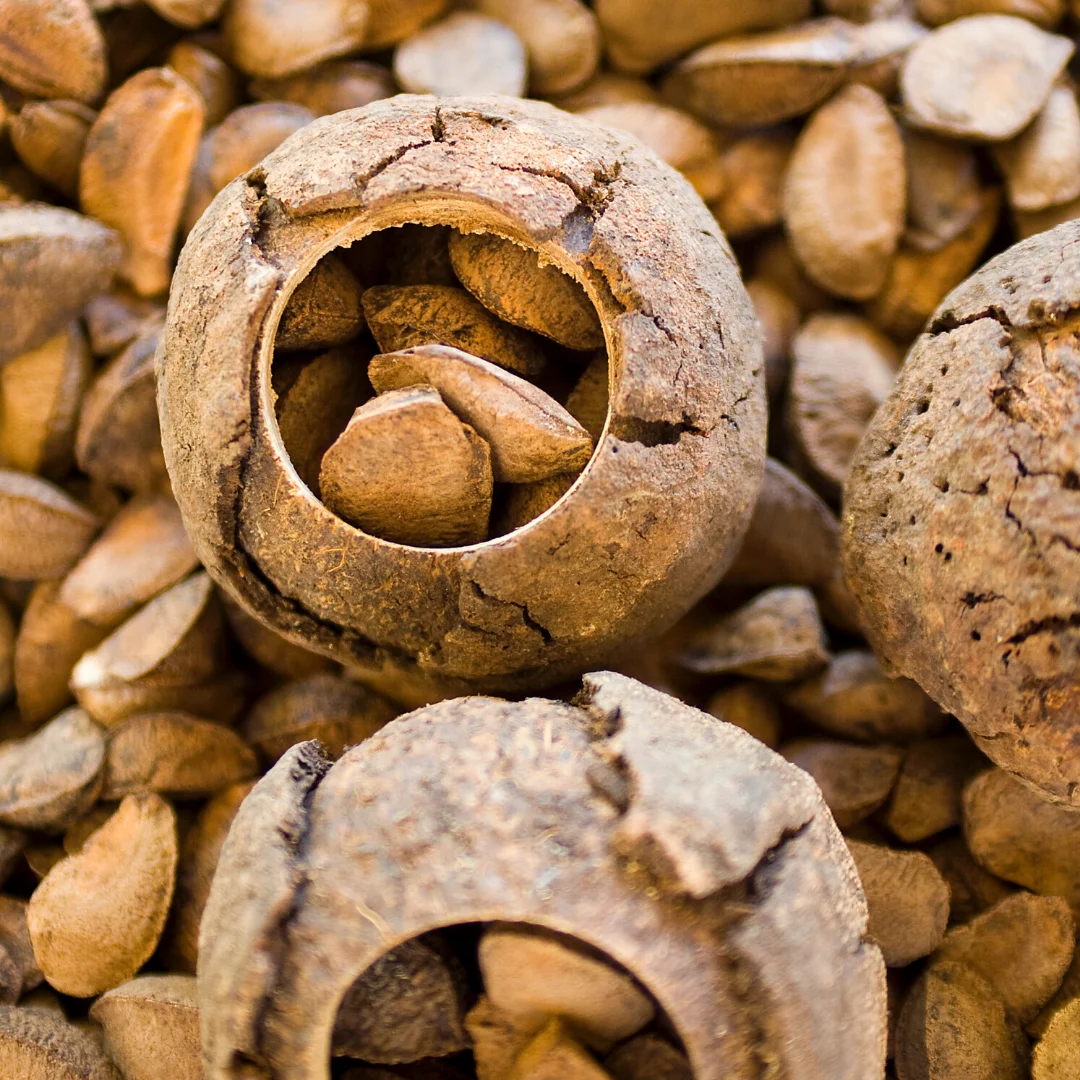 High Nutritional Brazilian Hair Oil Natural Skin Care Product Raw Ingredient Brazil Nut Oil