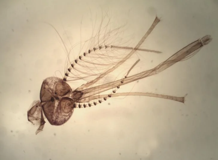 BestScope BPM-1080H 10x-200x Portable HD Digital Microscope for Education and Industrial Inspection