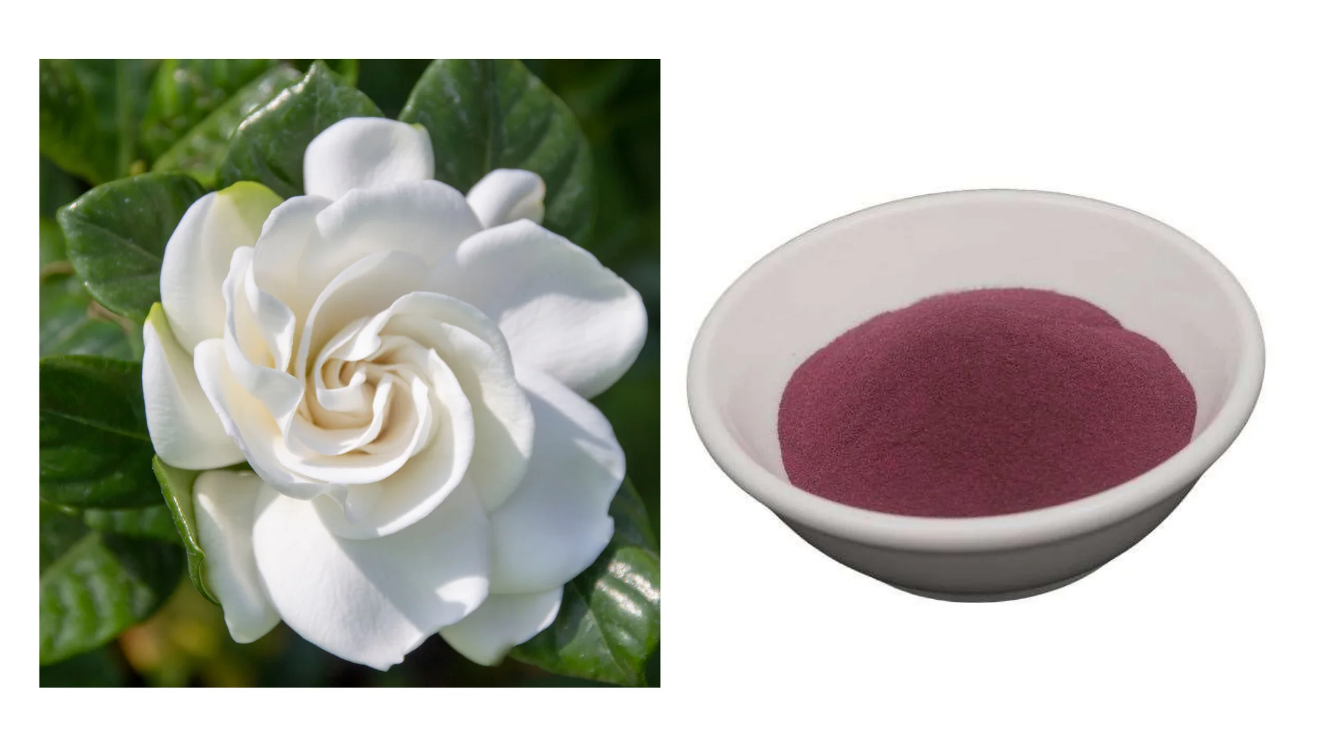 Gloryage Maltodextrin, Gardenia Florida Extract Paradis Cosmetic Grade Pigments Natural And Organic Gp-Red+ Pink Color Pigment