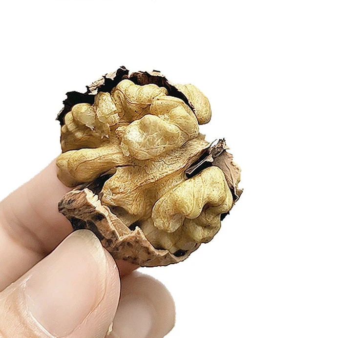 wholesale yunnan 185 33 xiner xinfeng xingfu walnuts in shell with extra light walnut kernels prices