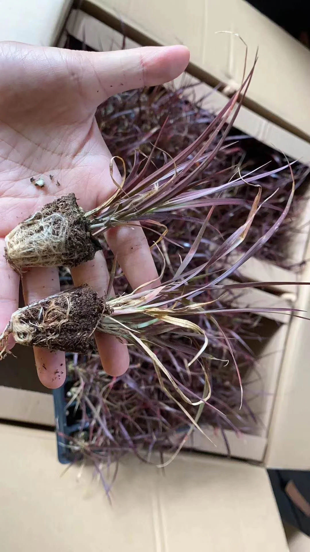 Культура тканей растений Pennisetum purpleback