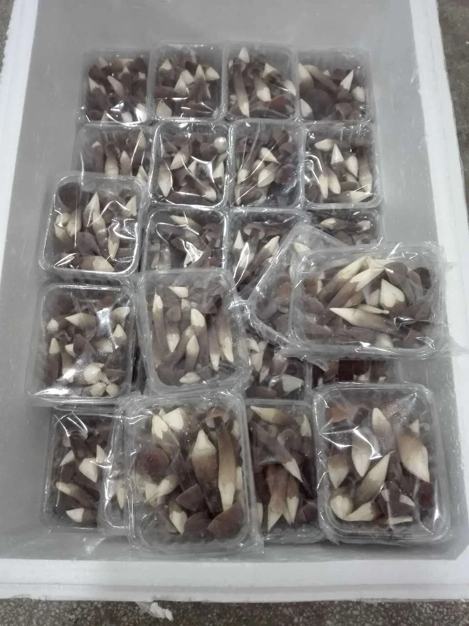 DETAN High quality Black Royal Chestnut Fresh Collybia albuminosa