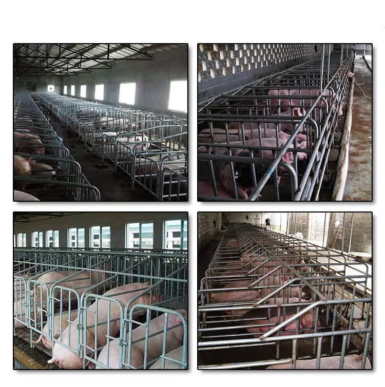 Equipment for Animal Husbandry and Pig Breeding Hot Dip Galvanized Pipe Pig Double Sow Farrowing Bed for Sale
