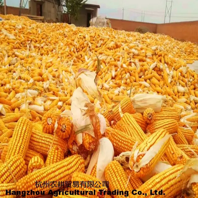 Latest hot selling seasonal fresh farmhouse high-quality corn a ton of fresh corn