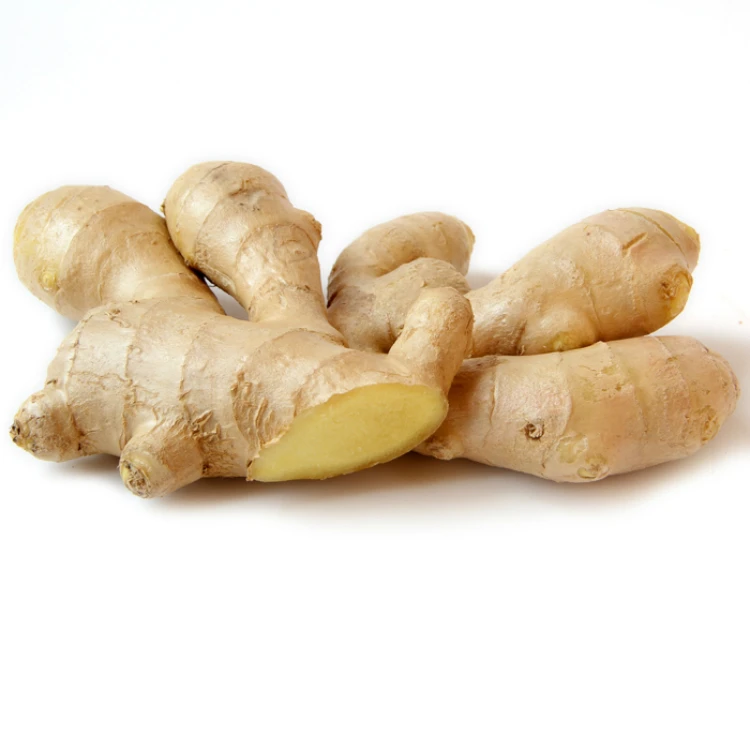 Young Fresh Ginger For Export  Low Price of Fresh Garlic as A Food Garlic