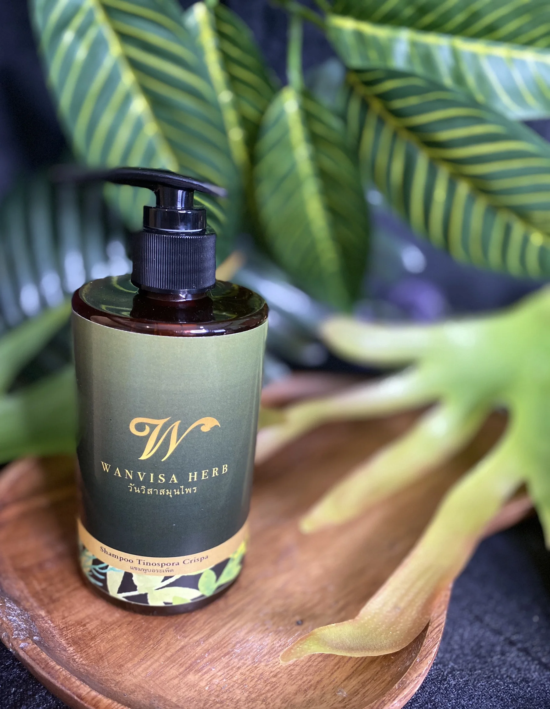 High Quality Premium Wholesale Herbal Tinospora Crispa Extract Anti Hair Loss Shampoo Care in bottle from Thailand