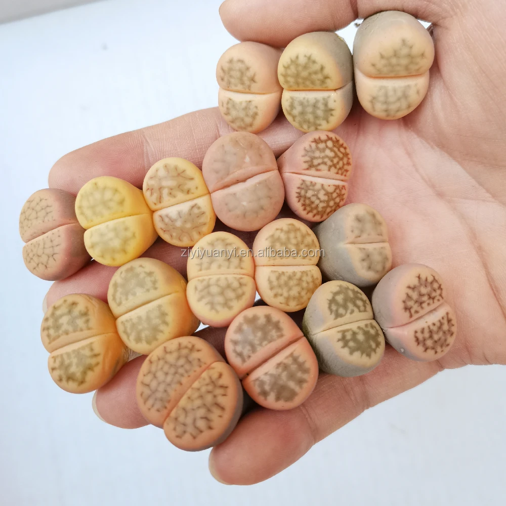 Lithops wholesales nature plant live stone plant lithops pot
