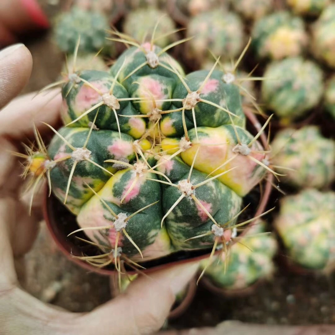 Живой кактус, натуральное растение, вариация gymnocalydium denudarum, комнатное Садоводство, бонсай