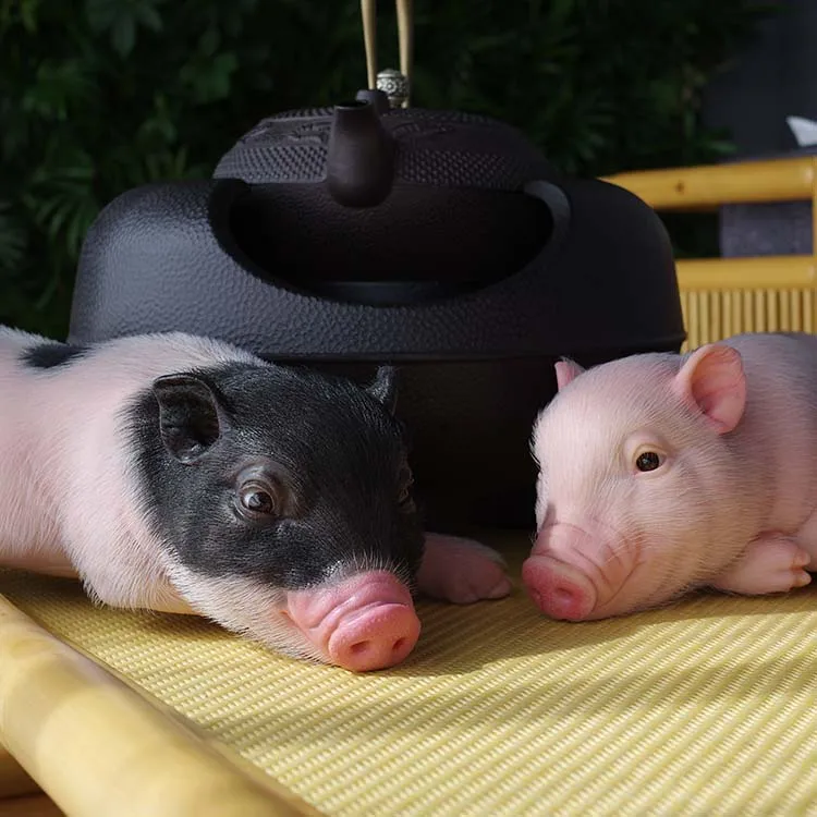 Custom Made MINI Realistic Silicone Piggy Life Size Animals Silicone Resin Sculpture for Gifts
