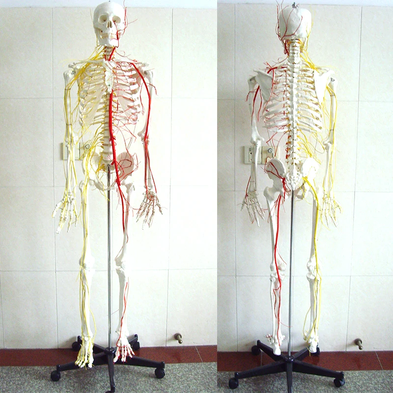 Human Teaching Skeleton Model Spinal Column Model 170cm Human Skeleton With Main Arteries And Spinal Nerves with Natural size