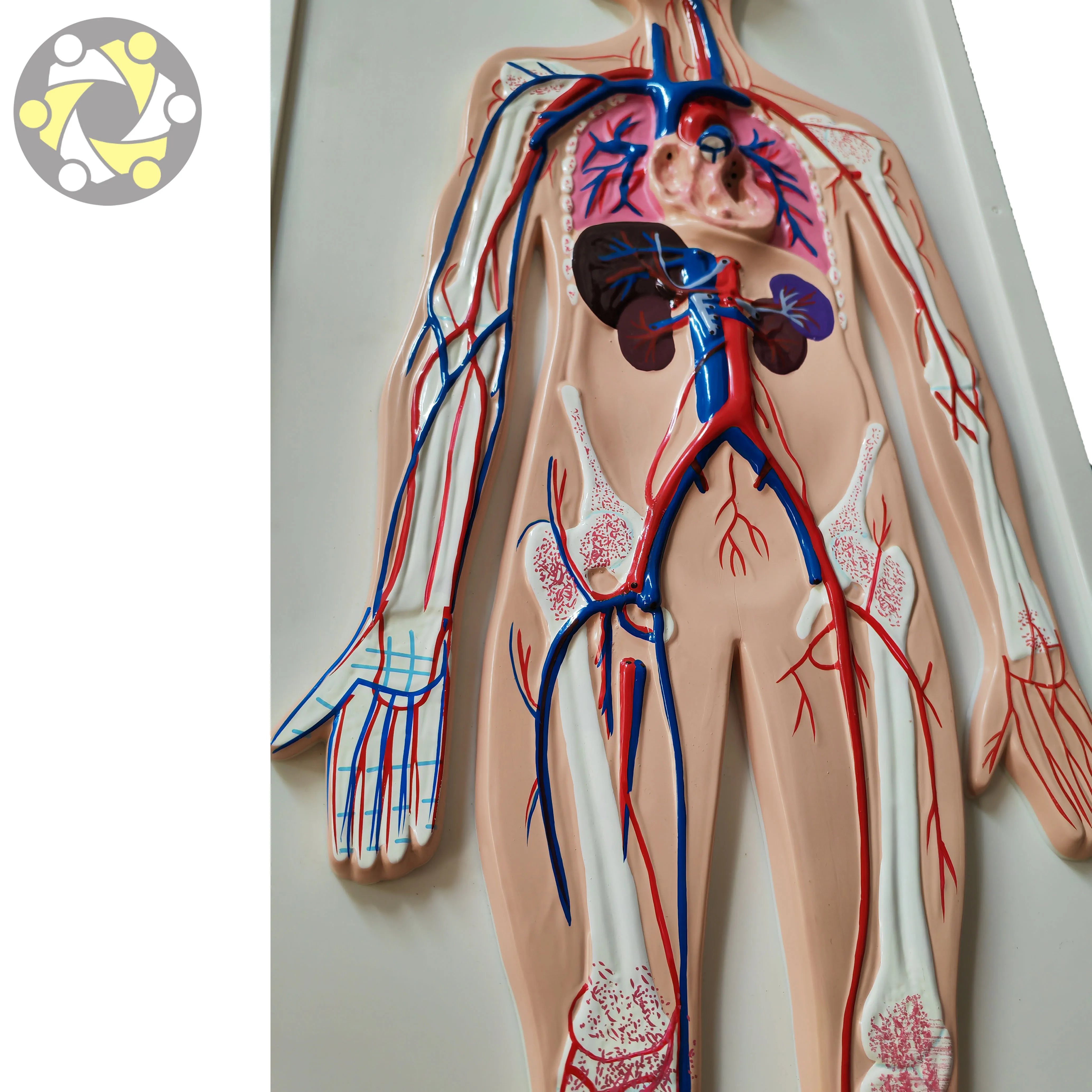 Model of Human Blood Circulatory System for Teaching Human Anatomy Medical Science