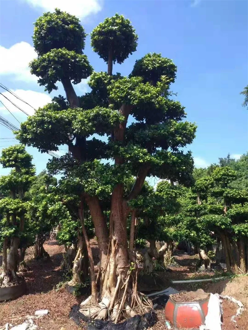  Бонсай в стиле деревьев Banyan подвесные корни бонсай форме