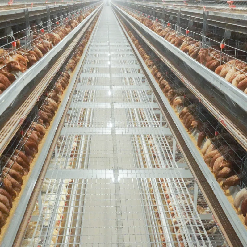 Poultry Chicken Cage Layers Poultry Farming Equipment Supplier Poultry Cages For Layer Chickens For 50000 Birds