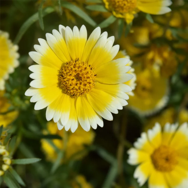 
High-selling viewing value Layia chrysanthemoides flower seeds planting garden 