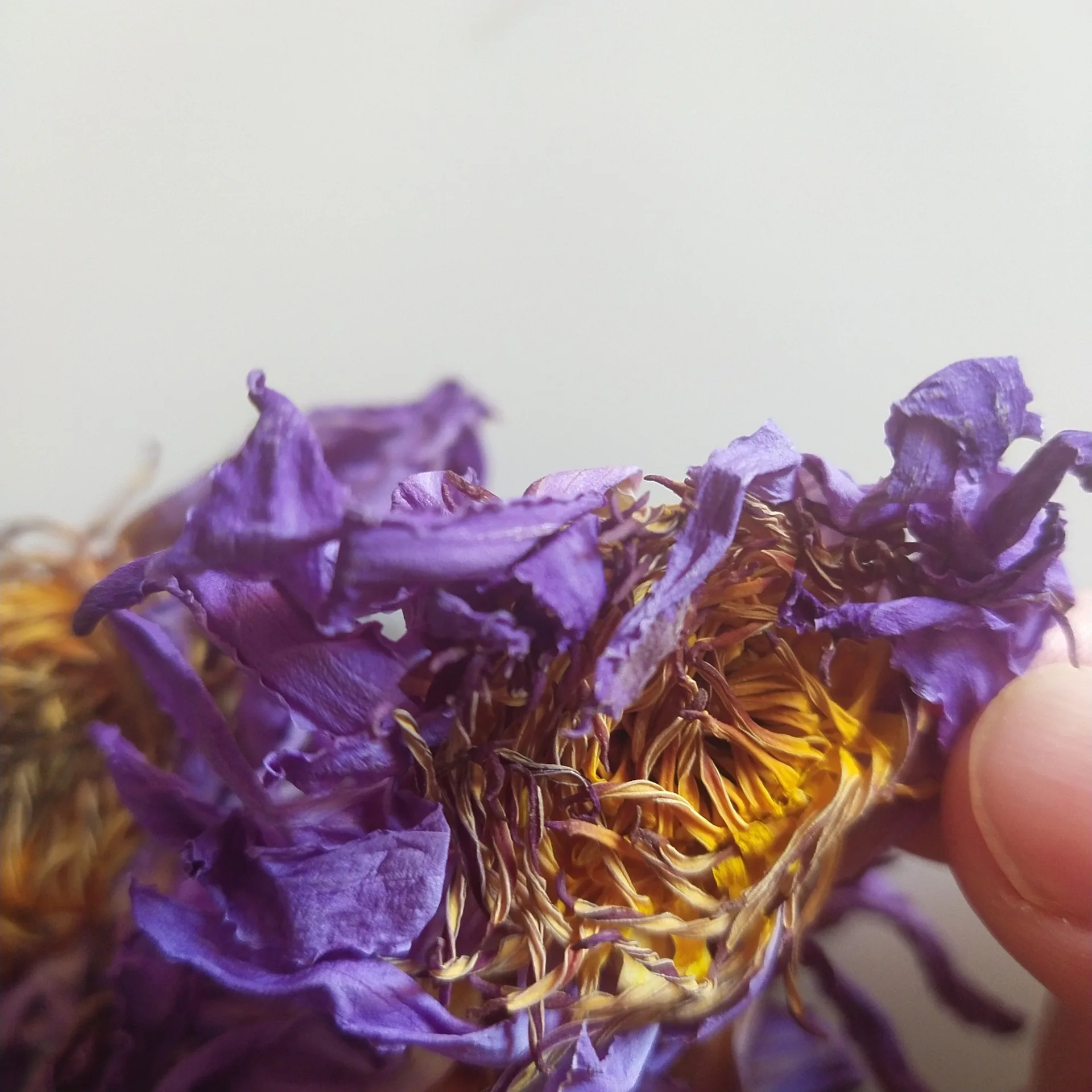 Wholesale Genuine Suppliers Egyptian Herb Whole Dried Blue Lotus Flower Tea