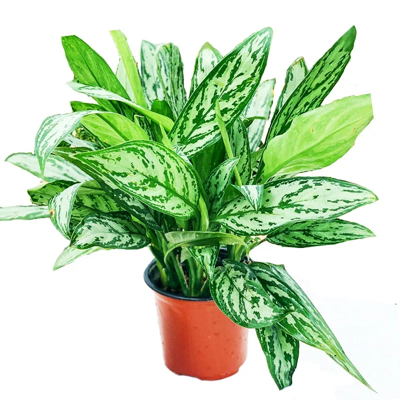 Aglaonema Crispum