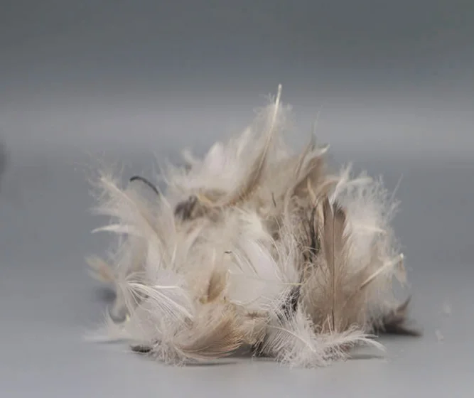 Hot Sale Washed Grey Duck Down Feather Filling Material Pillow Filling Material