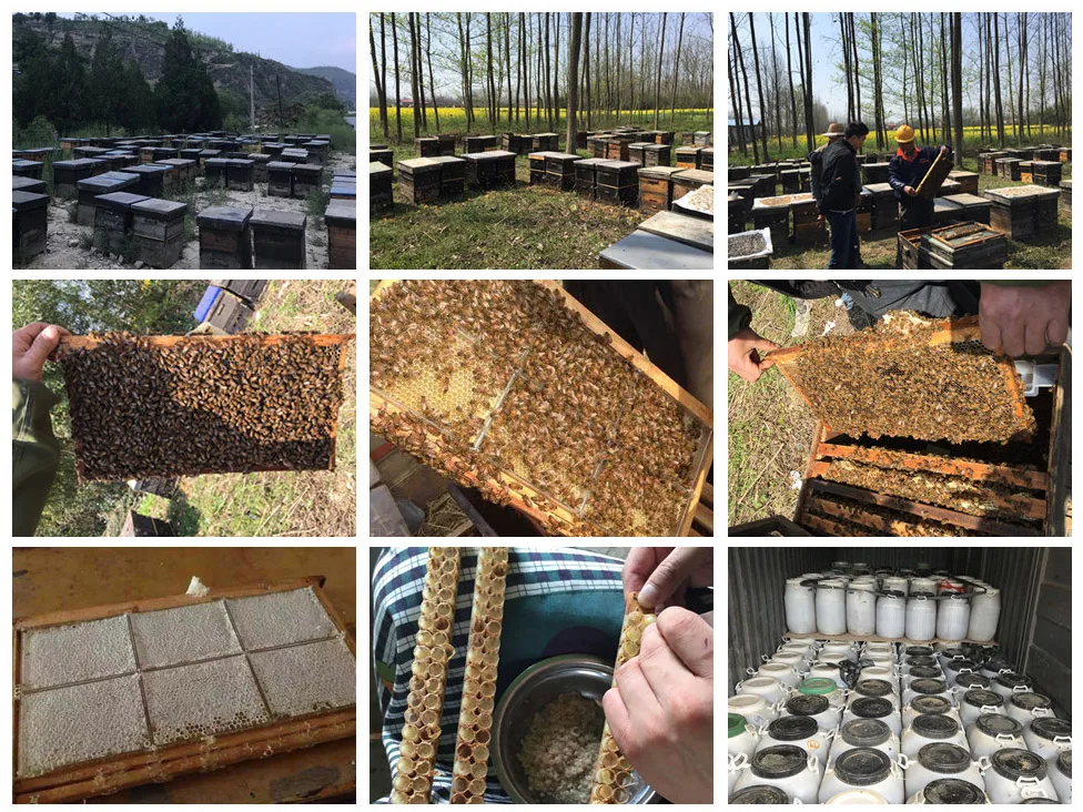 500g Bottle Pack Mature Acacia Bee Honey