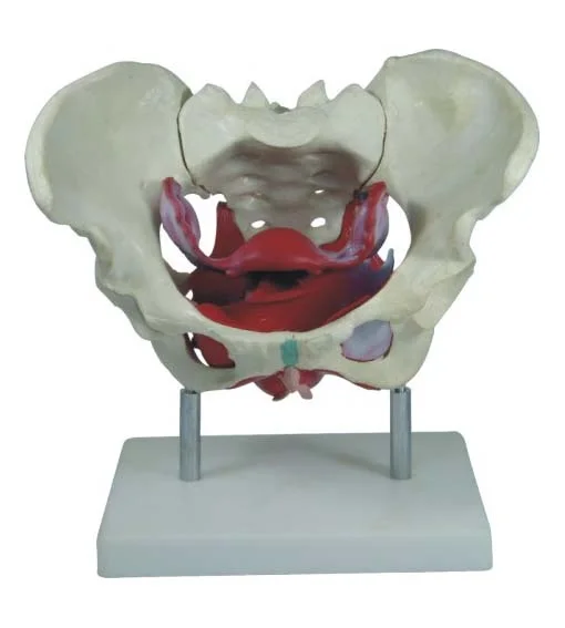 Female Pelvis Muscles and Organs