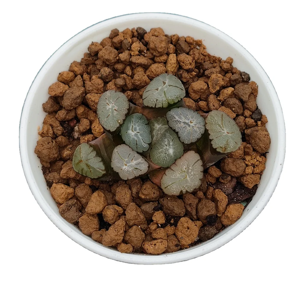 H180 Haworthia maughanii «Мурасаки иназума» редкие суккуленты живые живое растение садоводство Цветочный бонсай комнатное