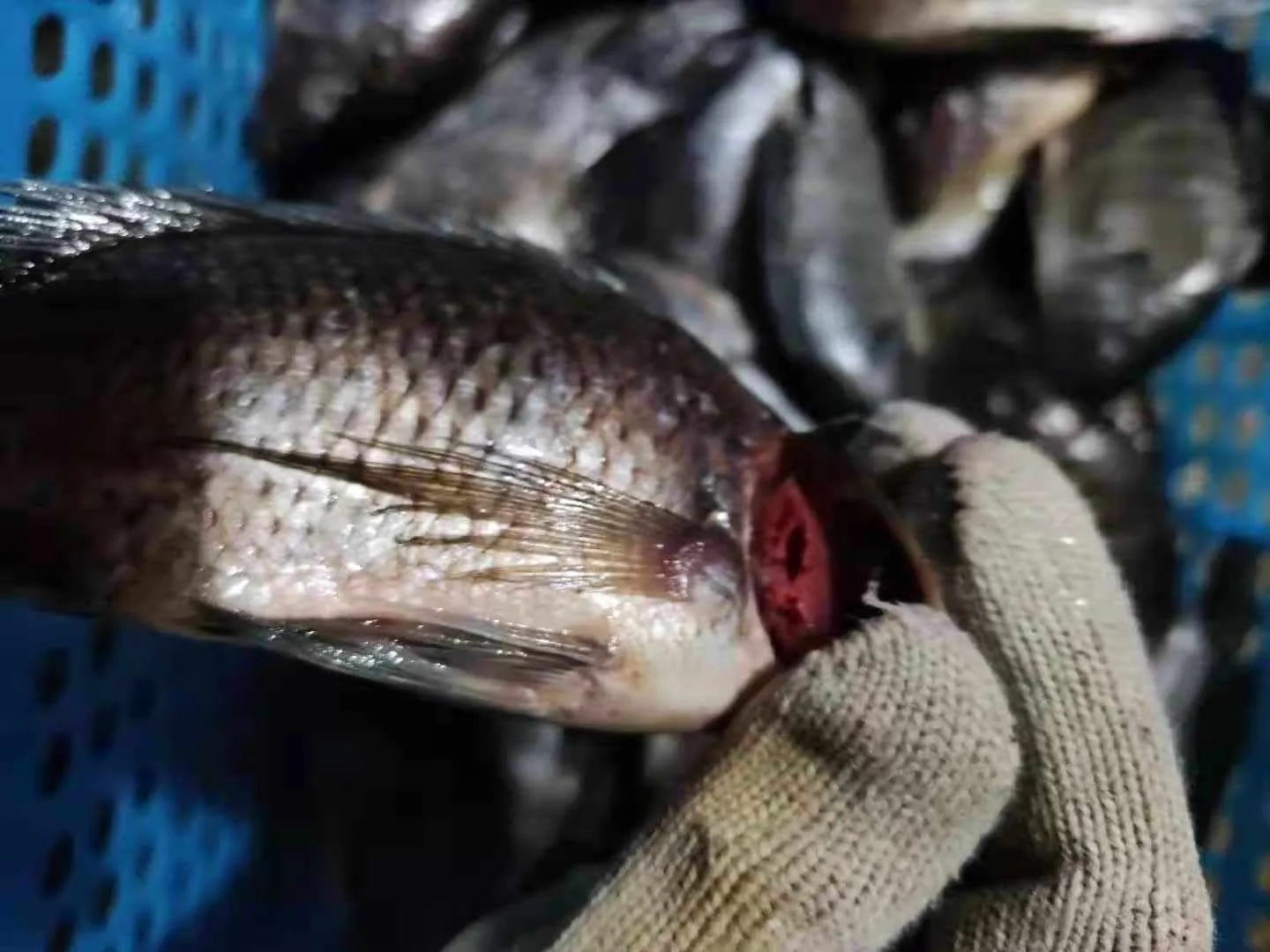 
Durable and high quality Tilapia Oreochromis Niloticus Frozen tilapia for sale 