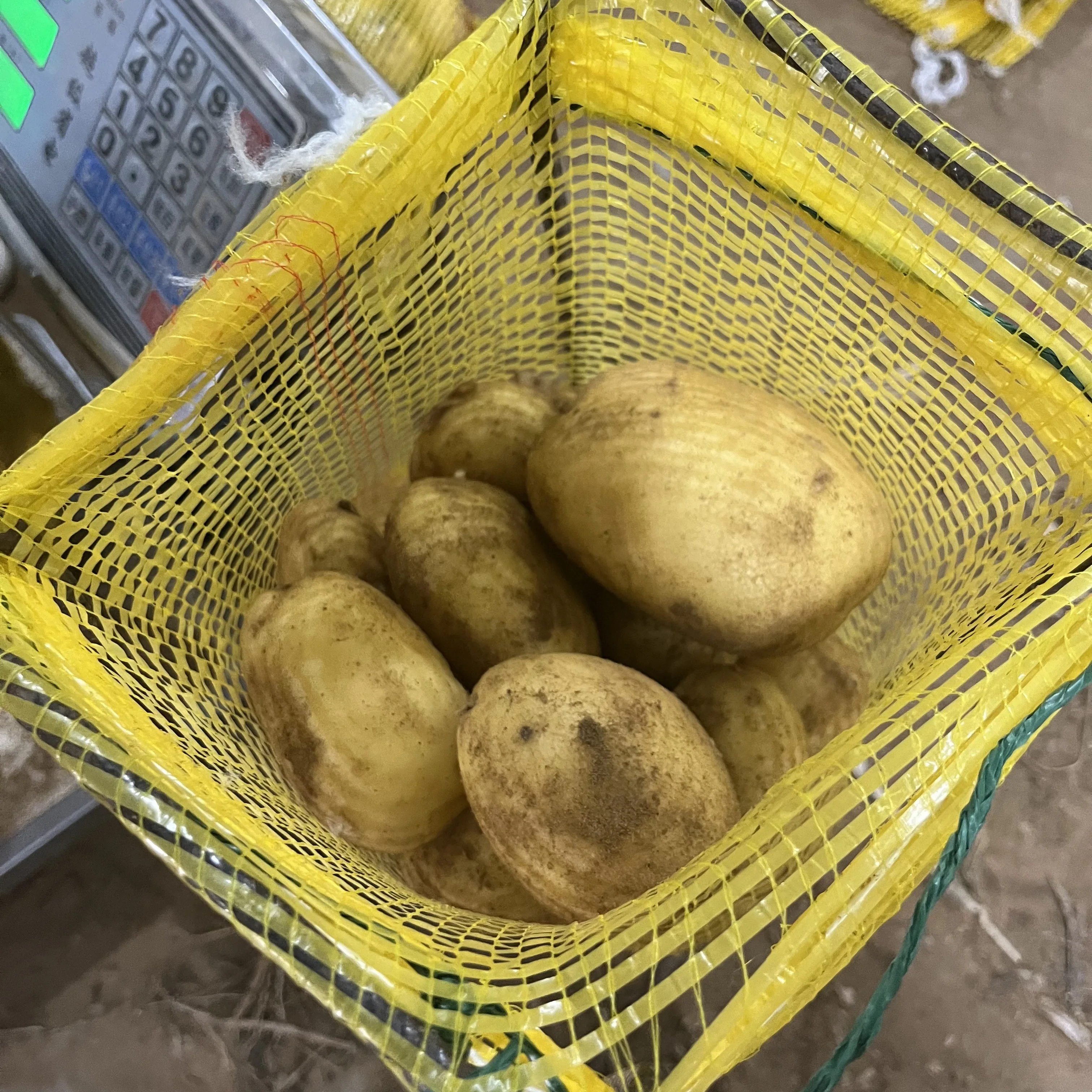 China Fresh Potato Best Quality Holland Yellow Potatoes Wholesale Price cacahuete