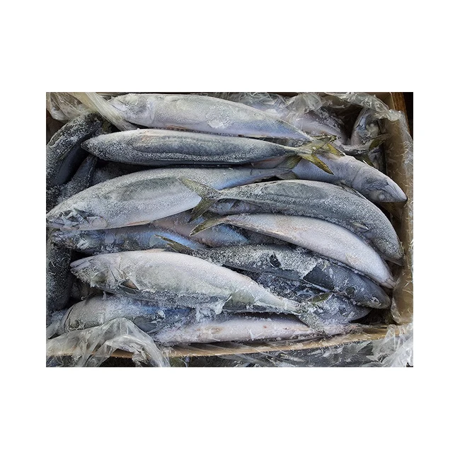 Japanese frozen fish long mackerel high quality frozen seafood