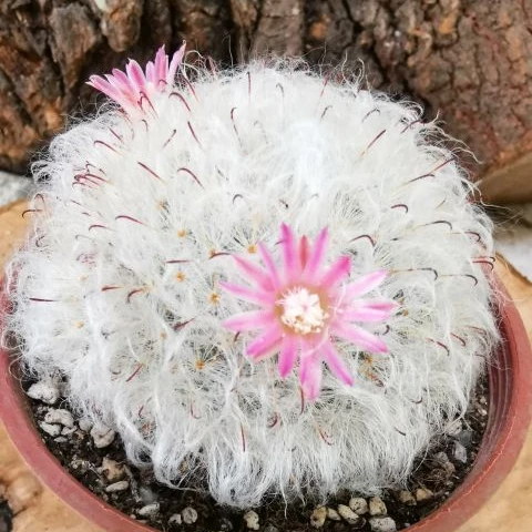 Реалистичный кактус Mammillaria