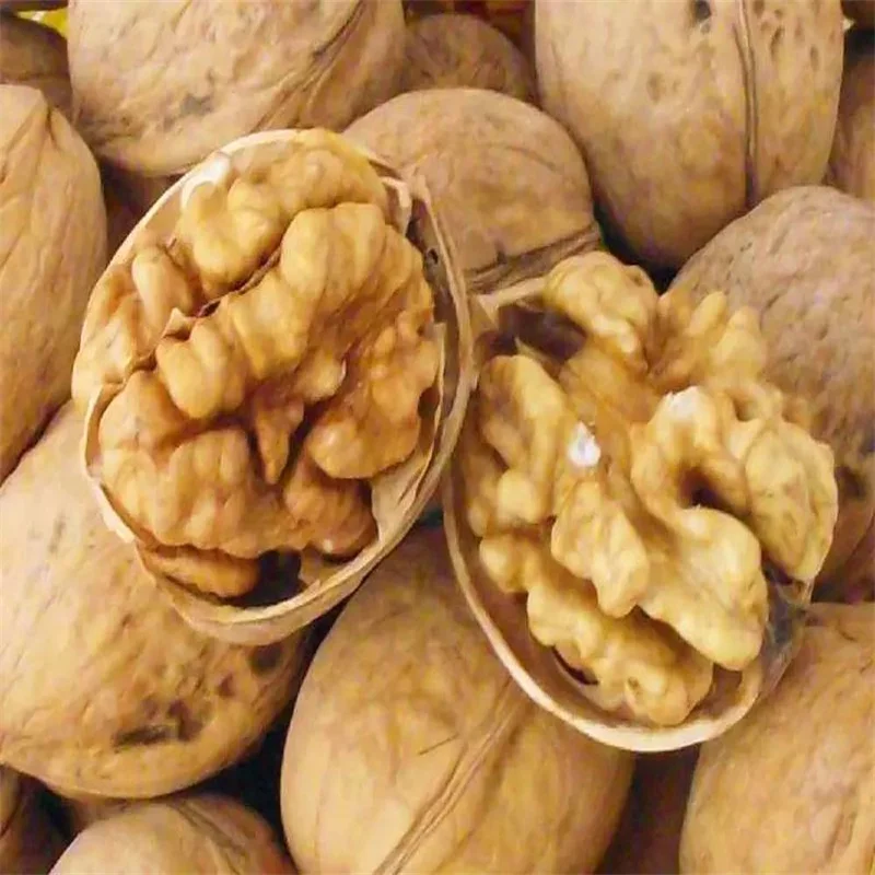 Best Price Shell Walnuts Peeled for Sale