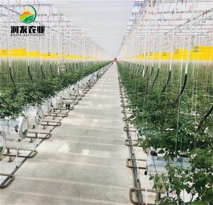 Large Multi-Span Victorian Greenhouses Commercial Venlo Glass Greenhouse With Irrigation&Hydroponics Equipment