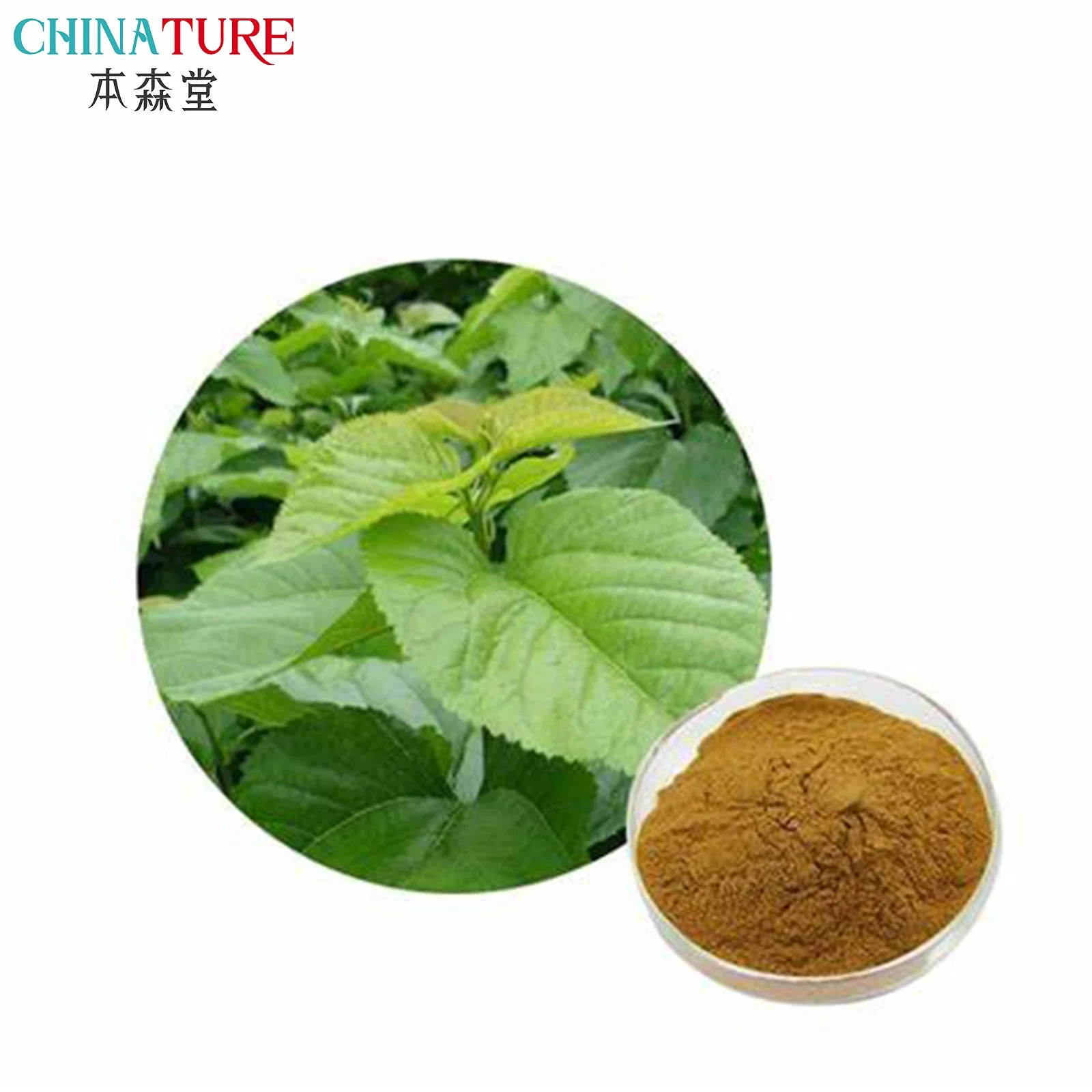 Medicinal plant extract Sodium Copper Chlorophyllin mulberry extract 1-DNJ Powder 1-Deoxynojirimycin