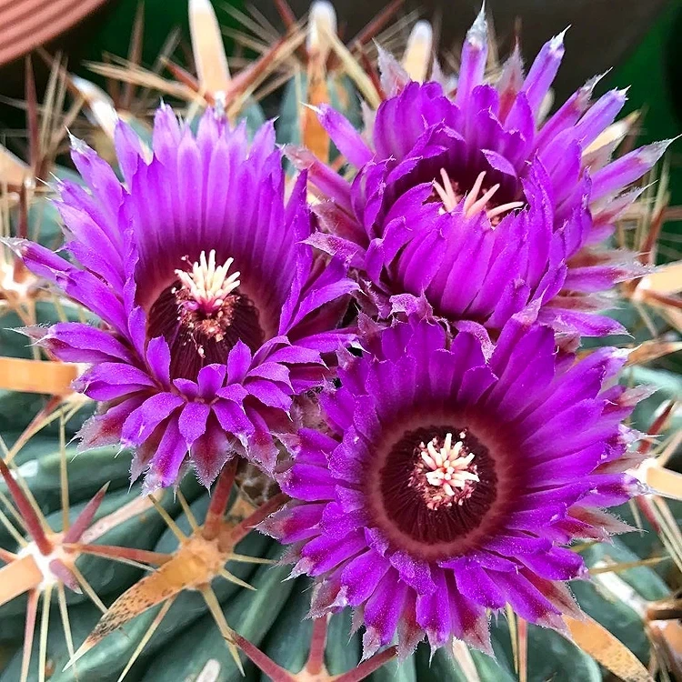 Perennial Cactus Ferocactus Britton & Rose
