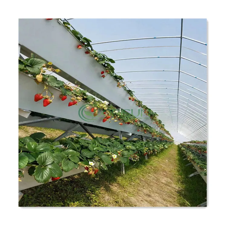 Agricultural Galvanized Steel Frame Strawberry Melon Vertical Fodder Irrigation Nft System Hydroponics