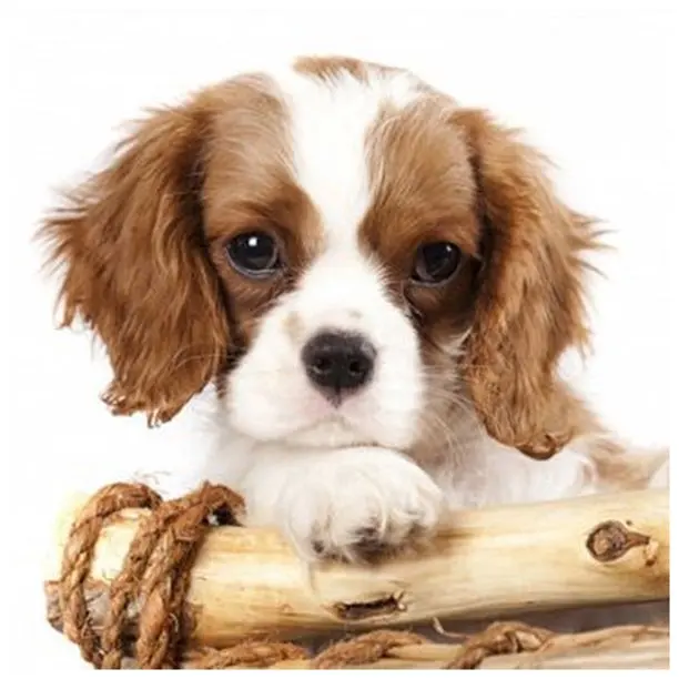 5D DIY crystal diamond painting beads art for kids Puppy Diamond Painting