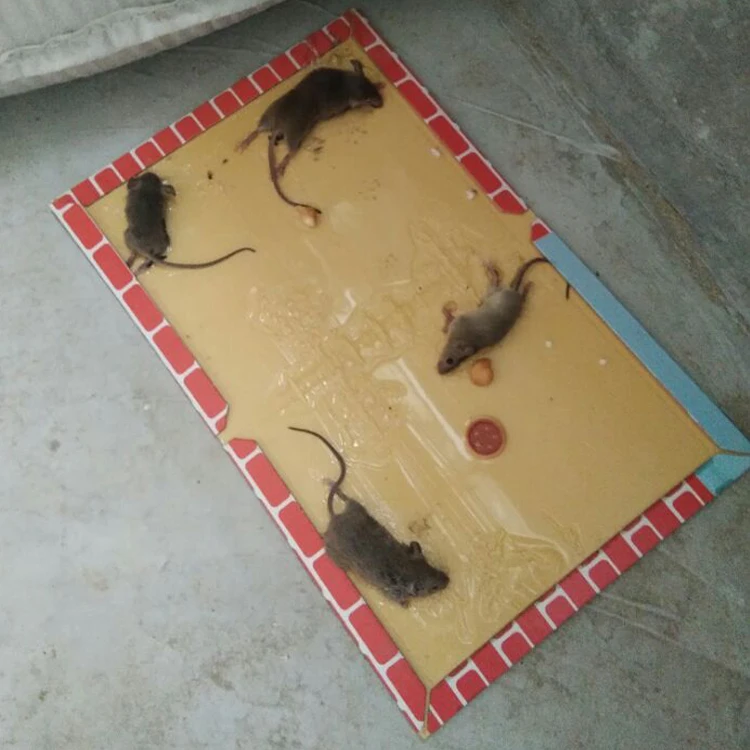 Wholesale price sticky mouse board glue mouse trap mouse killer Sizes can be customized