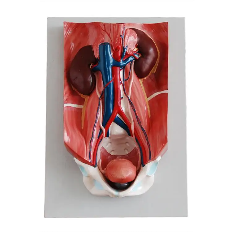 medical science subject Anatomical Series Urinary System Model for teaching