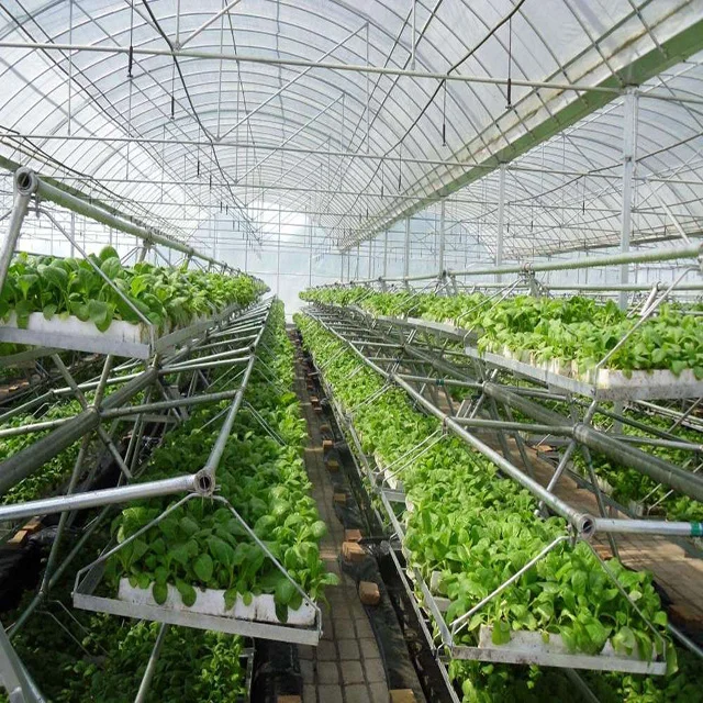 Large Multi-Span Agricultural Greenhouses for Sale Green and Efficient Production