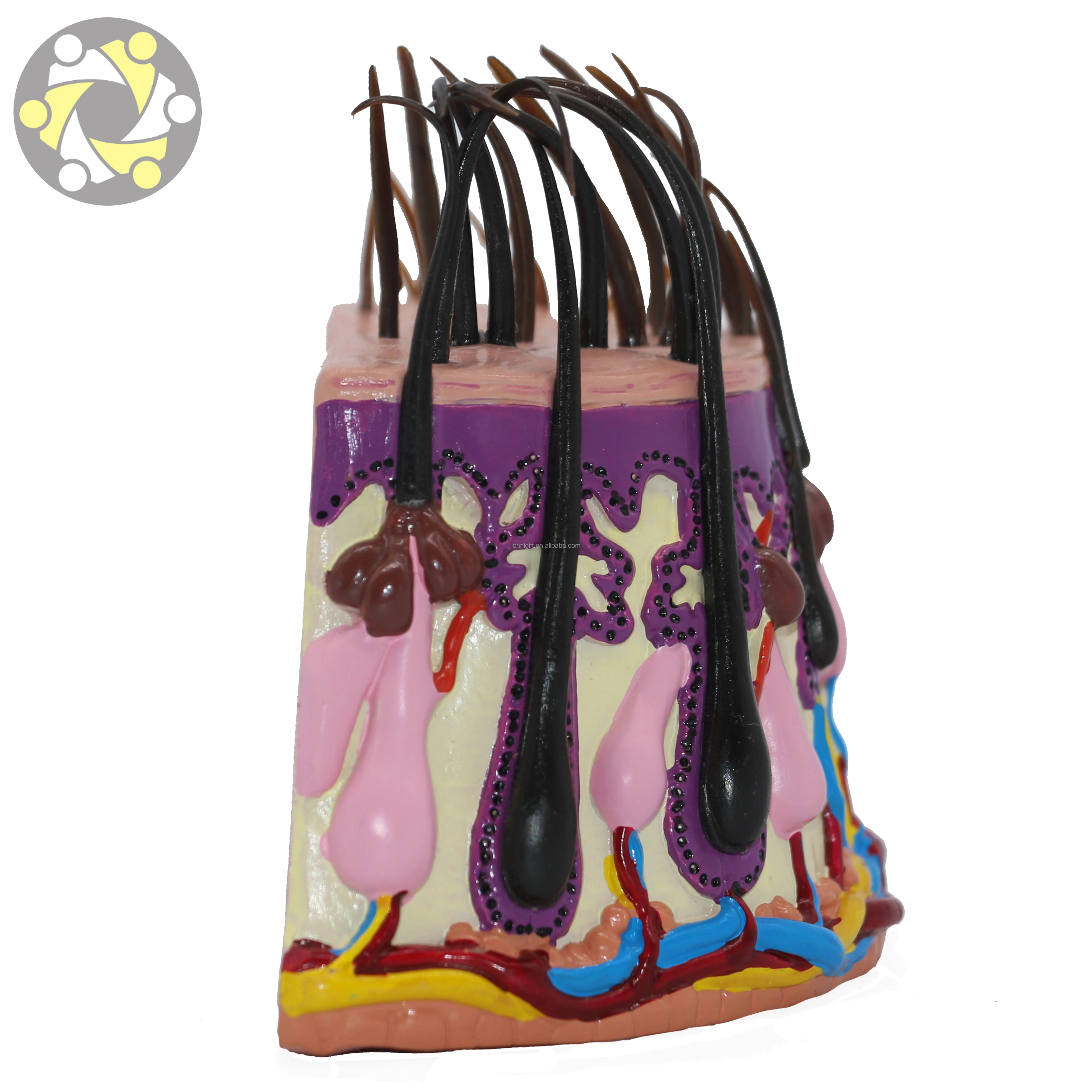 Medical science anatomic model of hair follicle Scalp demonstration model Shampoo efficacy demonstration model