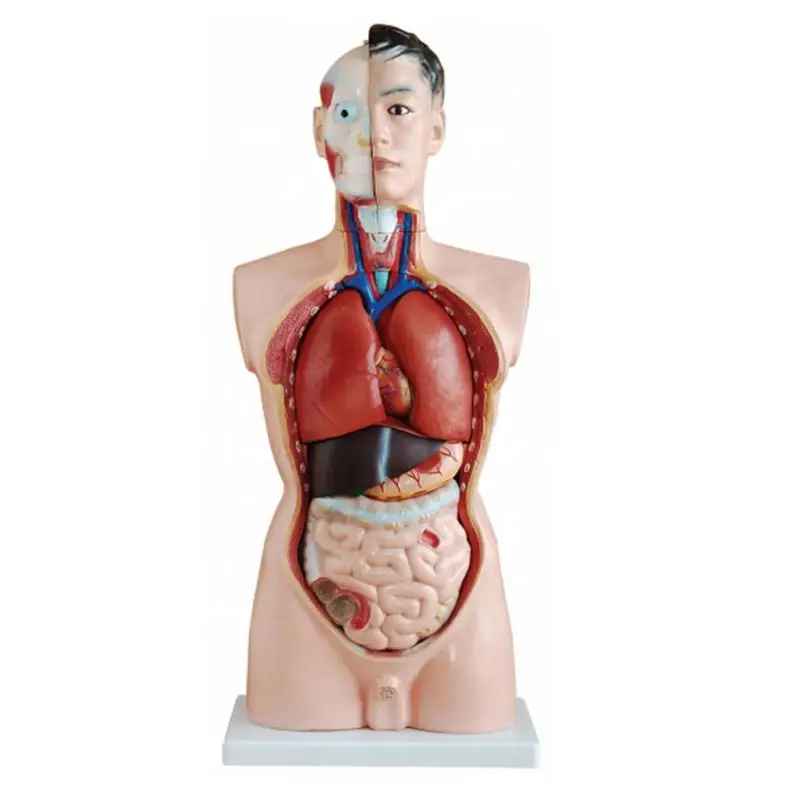 85cm Biological aids human anatomy models teaching model silicone man model for teaching
