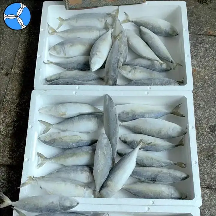 Cheap Price High Level Indian Mackerel Seafood Supplier Price for Sale