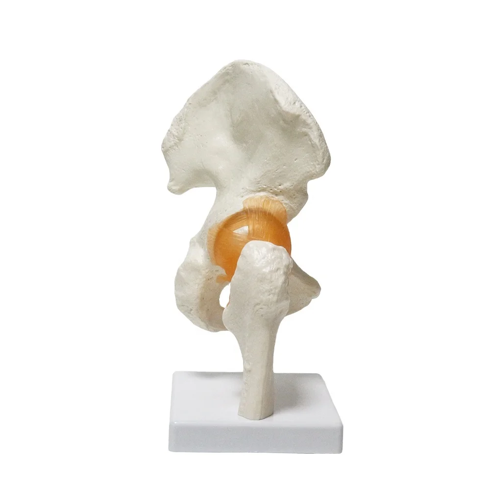 Hip Joint Skeleton FTR028 Classical Functional Anatomical Model Articulates With Life Size Flexible Ligaments