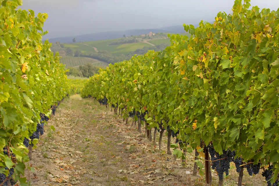Italy Casa Catelli quality goods Brunello di Montalcino DOCG Red Wine 14% Alcohol