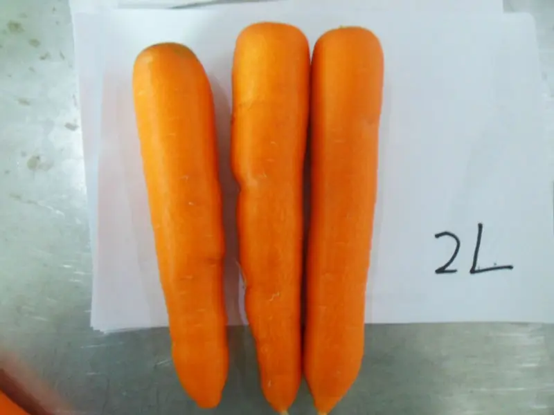 New Crop S M L 3L  Top Grade Low Price Fresh Carrots