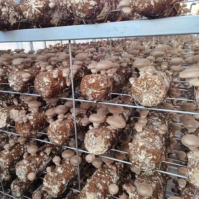 largest manufacturer of mushroom spawn substrate in the world most famous shiitake