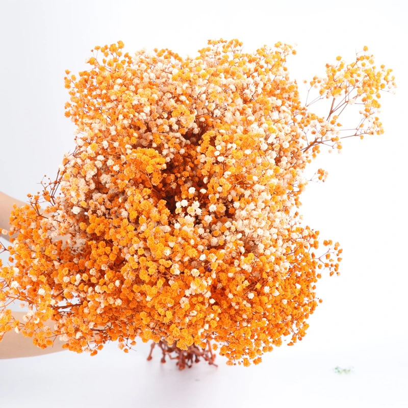 Gypsophila bouquet Preserved babys breath flowers white color dried flowers baby s breathe for wedding or house decoration