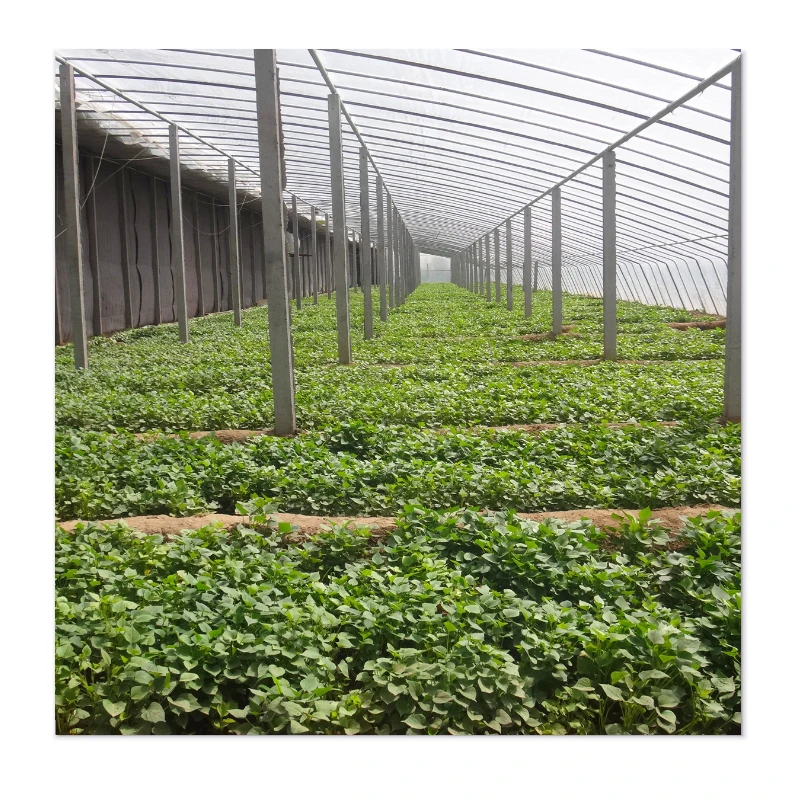 Energy-Efficient and Affordable Greenhouses with Wind Resistance & Durability