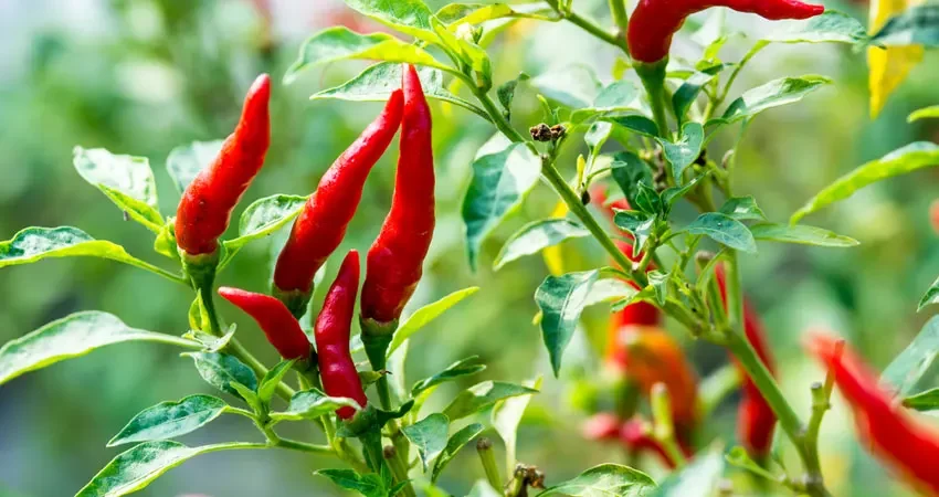 Premium Quality Standard Fresh Red Chili Spices 100% Pure Fresh Hot Chili Pepper At Low Price