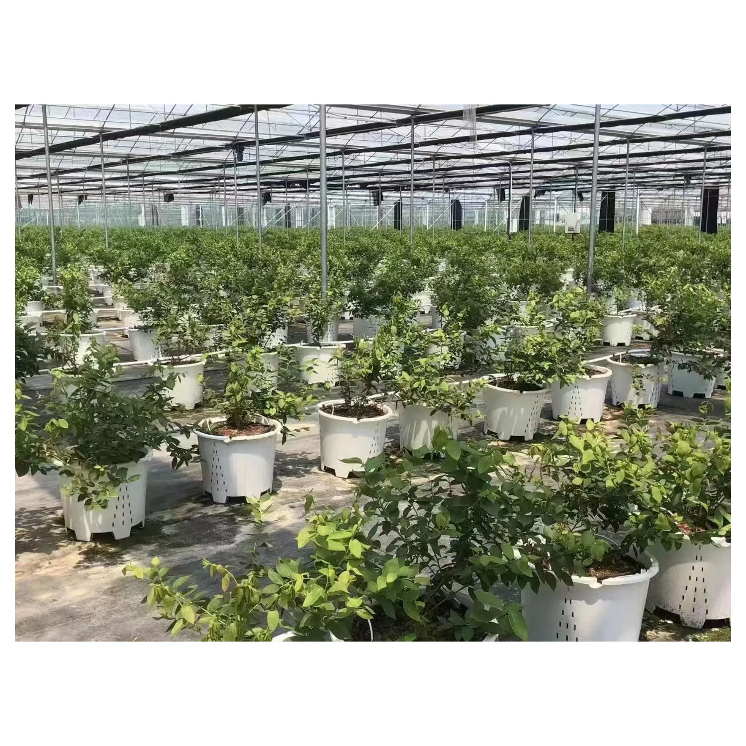 hydroponic kit  blueberry pot commercial greenhouse